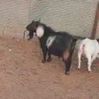 ماعز قزمي للبيع او البدل المناسب