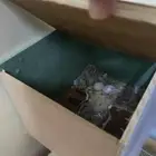 زوج روز للبيع