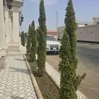 شجرة السرو أمريكي عدد سبعه ارتفاعها مترين وعشرين ووحده مترين