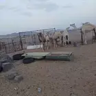 قعدان للبيع