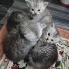 قطط صغيره للبيع