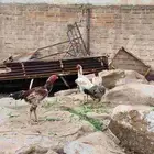 دجاج سندي وميوالي وشامو وديوك