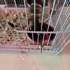 سنحاب طائر زوج اليفين