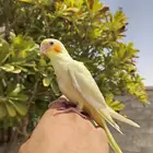 تم البيع
