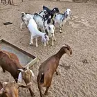 جفار