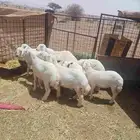 رخال مقاني للبيع