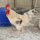 ديك لوهمان العمر اقل من سنة