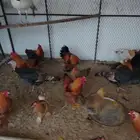 دجاج براهما جميل ومنتج