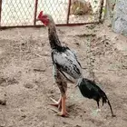 ديك باكستاني اصيل
