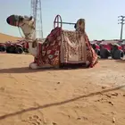 اجار جمال رحول وخيل عربية اصيلة