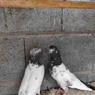 زوج تيدي أساس