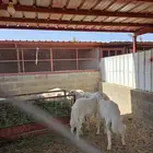 ذبايح السعد وأبشر بالسعد