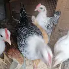 صيصان للبيع