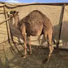 قعود وبكره للبيع