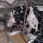 حمام قلابي