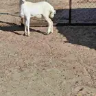 للبيع رخل رفيديه من إنتاج حلالي