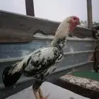 ديك فارسي على السوم التواصل واتساب