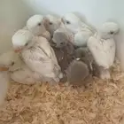 فروخ روز البينو وتركواز البيع جمله