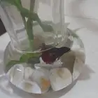سمكة فايتر