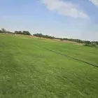 عشب طبيعي نجيله طبيعي