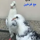 حمام قطيفي جو بفروخمهم