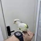 كنيور تركواز