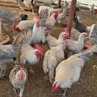 ديوك للبيع العدد 150