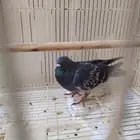 حمام باكستاني ذكر على سوم