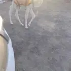 بكره عفرا ظيار عمرها عشرة ايام