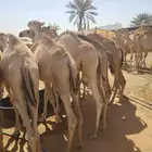 عرض خاص للتجار قعدان طيبة بسعر تاجر