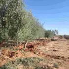 زيتون للبيع بكل المقاسات