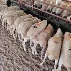 فرصه لا تفوت لتاجر الجمله   غنم بربري ممتاز 480