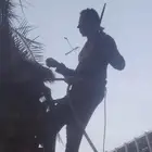 معلم تنظيف النخيل في المدينه المنوره ونواحيها وتخليع الفصاي