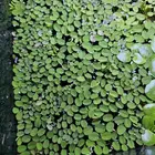 نبات طافي سالفينيا