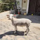 دوربر جذع