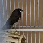 زيبرا بنغالي