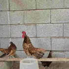 دجاج سبرايت