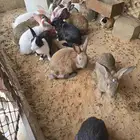 أرانب للبيع