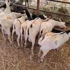 تيوس صومالية جذعان في جدة