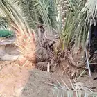 فسيل خلاص ب30 ريال العرض ل3 أيام فقط مقلوع جاهز