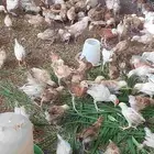 صوص بلدي بحاله ممتازه العمر(31)يوم وعمر(68)