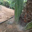 نخل مثمر درجه اولى