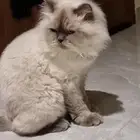 قط للتبني نوع همالايا ذكر (معق م) للجادين فقط