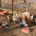 ديوك ودجاج فيومي احجام طيبة