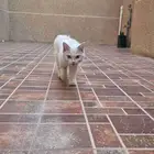 قطه للتبني