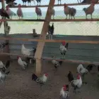 دياكه للبيع