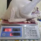 ديك رومي ذبح طازج عند الطلب