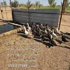 معزا وبط للبيع الموقع طبرجل