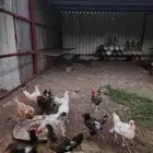 دجاج وديكه للبيع