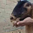 تيس منتج شرط وادي الدواسر النويعمة